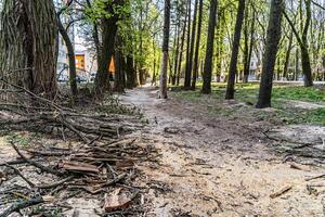 città parco sentiero. primavera parco. sanitario potatura alberi. mucchio di asciutto naturale legna da ardere foto