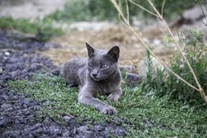 abbandonato e triste gatto foto