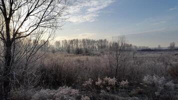 autunno mattina. gelido autunno mattina. sole nel autunno paesaggio foto