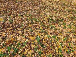 caduto le foglie. sfondo di caduto autunno le foglie. giallo autunno le foglie foto