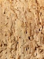 struttura di marcio Di legno. marcio legna mangiato di vermi foto