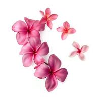 ai generato rosa frangipani isolato su bianca sfondo foto
