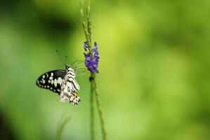 lime farfalla o Limone farfalla suzione nettare a partire dal viola fiori su verde naturale sfondo. foto