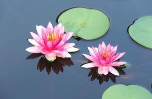 loto fiore con riflessione su calma acqua superficie foto