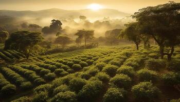 ai generato tranquillo tè azienda agricola, lussureggiante verde prato, montagne sotto tramonto cielo generato di ai foto