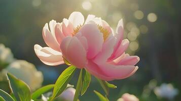 ai generato delicato rosa peonia fiorire delicatamente avvolto nel morbido naturale leggero foto