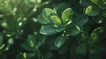 ai generato vivace verde succulento pianta abbraccia morbido naturale leggero nel avvicinamento macro tiro foto