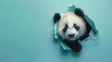 ai generato un' umoristico panda colleghi attraverso un' strappato buco nel un' contrasto pastello colore carta sfondo, ai generato foto