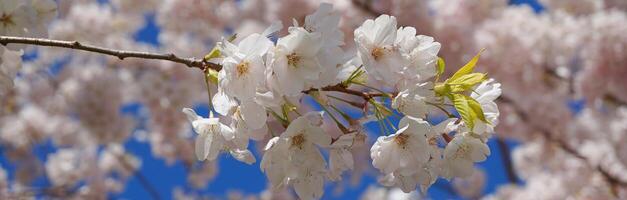 delicato e bellissimo ciliegia fiorire contro blu cielo sfondo. sakura fiore. giapponese ciliegia fiore. foto