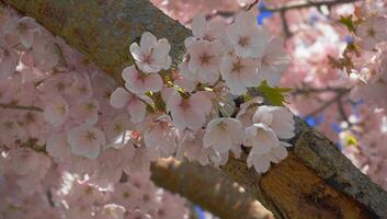 delicato e bellissimo ciliegia fiorire contro blu cielo sfondo. sakura fiore. giapponese ciliegia fiore. foto