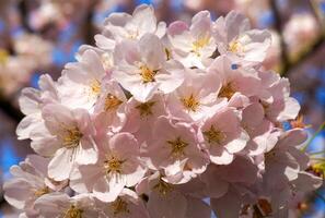 delicato e bellissimo ciliegia fiorire contro blu cielo sfondo. sakura fiore. giapponese ciliegia fiore. foto