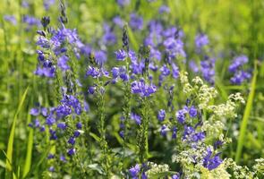 bellissimo fiori selvatici, avvicinamento foto