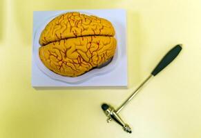 umano cervello modello per formazione scolastica nel laboratorio. neurochirurgia concetto. foto