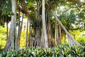 puerto de la cruz, tenerife, isole Canarie, nonna rbol de ficus it EL jard n Bot nico foto