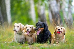 carino cani in piedi a erba su il prato. gioioso diverso razze di animali domestici sensazione grande durante il a passeggio. bellissimo e accogliente immagine concetto foto