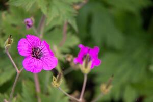 vivace viola Fiore di campo con delicato petali contro un' sfocato verde fogliame sfondo a Kew giardini, Londra. foto