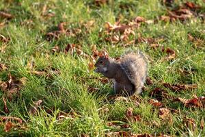 grigio scoiattolo foraggiamento nel erba tra autunno le foglie. foto