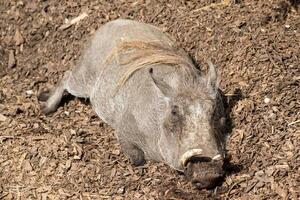 selvaggio cinghiale dire bugie su il terra, riposo nel naturale habitat con dettagliato pelliccia struttura a Londra zoo. foto