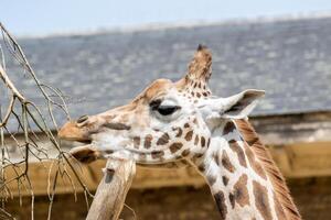 giraffa mangiare a partire dal un' recinto con sfocato acqua sfondo a Londra zoo. foto