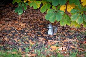 scoiattolo foraggiamento tra autunno le foglie su un' foresta pavimento, con vivace verde fogliame. foto