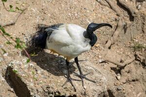 africano sacro ibis in piedi su asciutto terra, visualizzazione suo distintivo nero e bianca piume e curvo becco a Londra zoo. foto