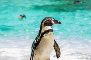 pinguino su un' spiaggia con chiaro blu acqua e nuotatori nel il sfondo a Londra zoo. foto