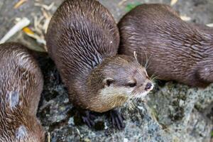 Due lontre su un' roccioso superficie, uno guardare a il telecamera. adatto per natura e natura temi a Londra zoo. foto