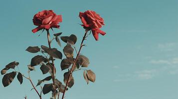 ai generato rosso Rose contro un' blu parete foto