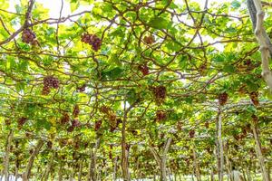 rosso e verde vigneto nel il presto luce del sole con paffuto uva raccolto laden in attesa rosso vino nutritivo bevanda nel ninh gio Provincia, Vietnam foto