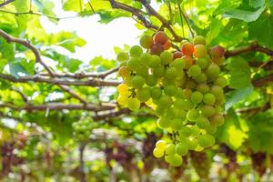 rosso e verde vigneto nel il presto luce del sole con paffuto uva raccolto laden in attesa rosso vino nutritivo bevanda nel ninh gio Provincia, Vietnam foto