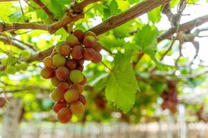 rosso e verde vigneto nel il presto luce del sole con paffuto uva raccolto laden in attesa rosso vino nutritivo bevanda nel ninh gio Provincia, Vietnam foto