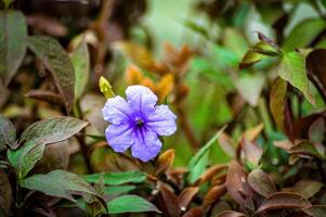 un' viola ruellia tuberosa o viola kencana fiore fioritura contro un' sfondo di cespugli foto