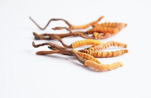 cordyceps sinensis o ofiocordyceps sinensis isolato su bianca sfondo, fungo erba trattamento medicinale. foto