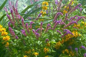 allegro gioia spruzzi di gocce di pioggia o irrigazione sistemi nel un' fioritura città parco foto