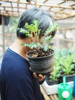 giardiniere e il suo cavolo verdura nel pentola controllo e contento con impianti foto