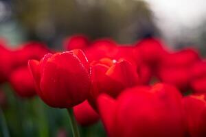 rosso tulipani nel messa a fuoco. primavera fiorire sfondo foto