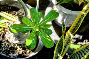 un' rametto di Adenium pianta le foglie foto