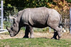 rinoceronte bianco. mammifero e mammiferi. mondo terrestre e fauna. fauna selvatica e zoologia. foto