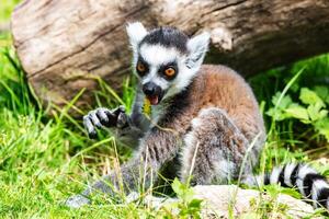 scimmia lemure dalla coda ad anelli. mammifero e mammiferi. mondo terrestre e fauna. fauna selvatica e zoologia. foto