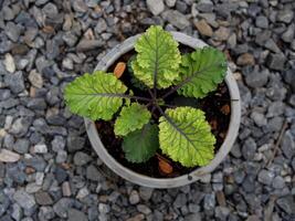 cavolo e verde insalata pianta nel pentola giardino fresco e biologico foto