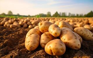 ai generato raccolto patate su un' campo nel il leggero di il ambientazione sole foto