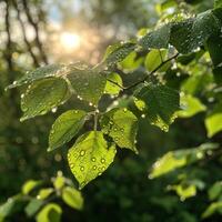 ai generato luce del sole filtri attraverso verde le foglie tratteggiata con acqua goccioline, getto raggi di leggero nel un' tranquillo foresta scena foto