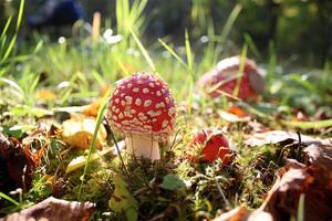 amanita su un' sfondo di verde erba foto