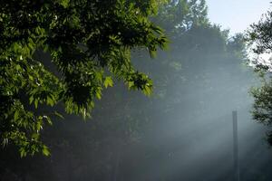 i raggi del sole nel il foresta attraverso il alberi nel nebbioso tempo metereologico foto