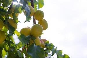 albicocche su il albero con copia spazio per testo. estate frutta sfondo foto