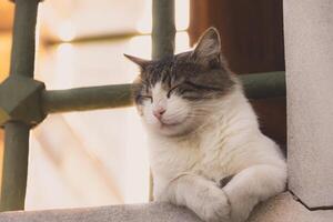 un adorabile vagante gatto nel un' finestra di un' moschea nel Istanbul foto