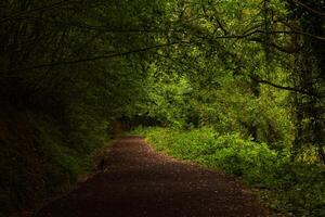 un' sentiero o pista nel il lussureggiante foresta. lunatico foresta Visualizza foto