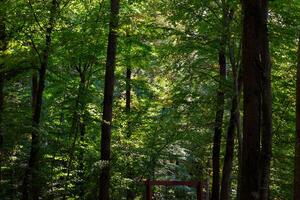 lussureggiante foresta con un' poco luce del sole. carbonio netto zero o terra giorno concetto foto