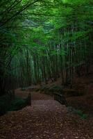 un' di legno ponte e un' sentiero nel il lunatico foresta verticale sfondo foto