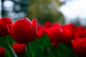 rosso tulipano nel messa a fuoco. tulipano sfondo o tela Stampa foto